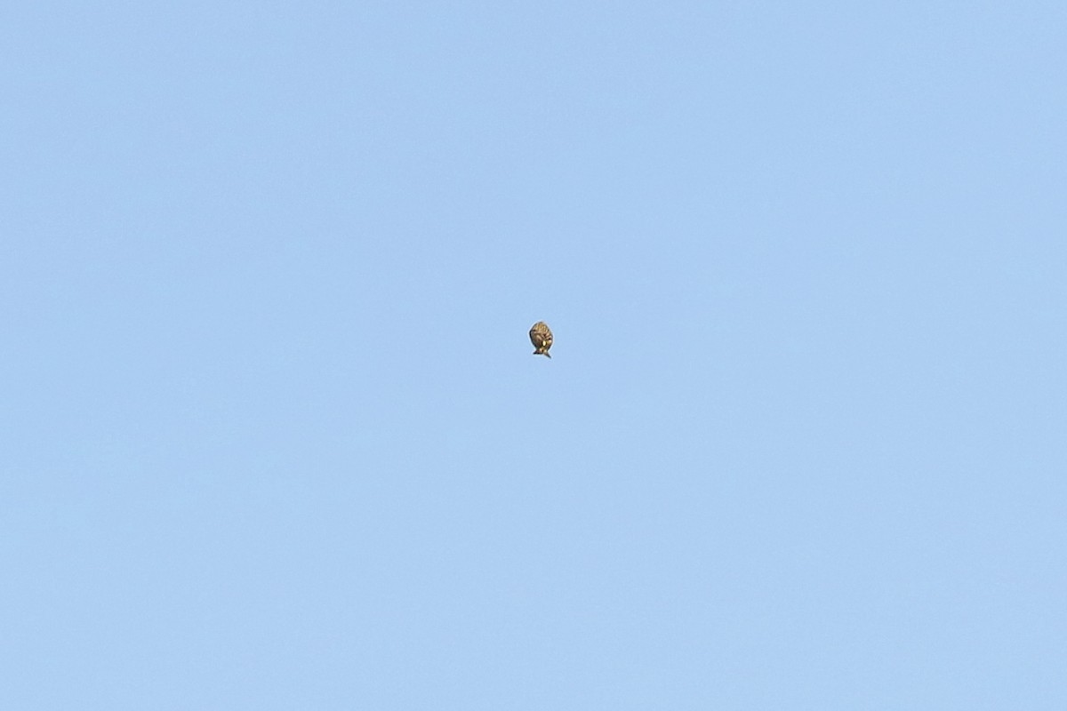 Европейский вьюрок - ML644590604