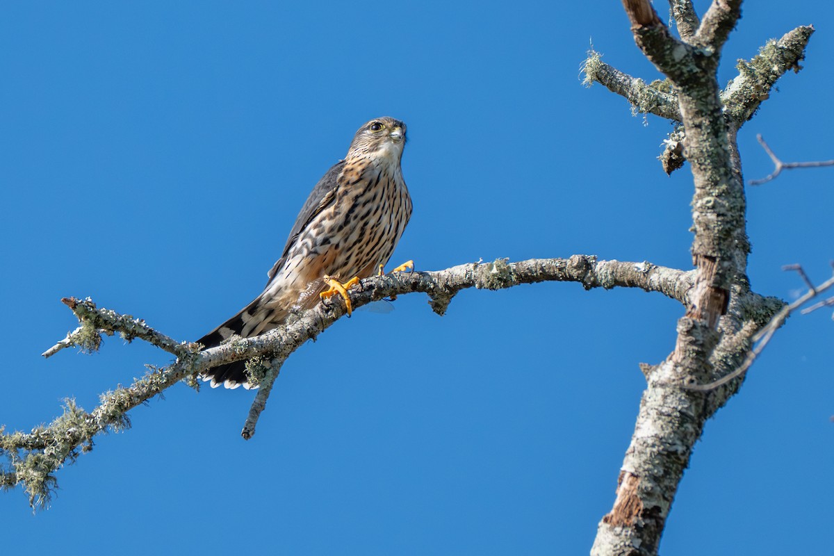 Хайргууна шонхор - ML644590611