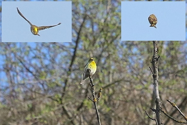Европейский вьюрок - ML644590612