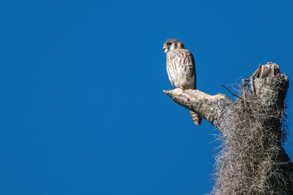 American Kestrel - ML644590615