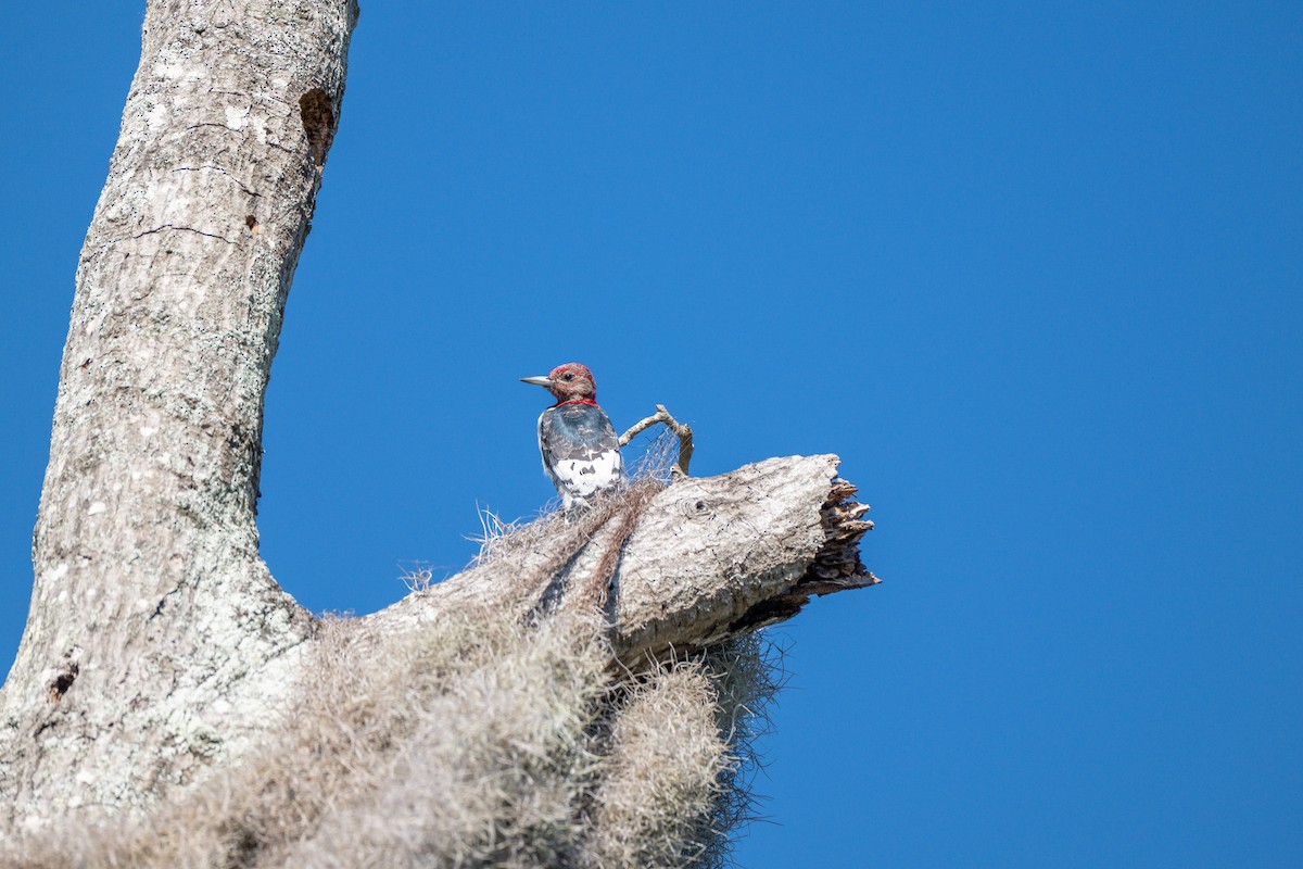 Red-headed Woodpecker - ML644590622