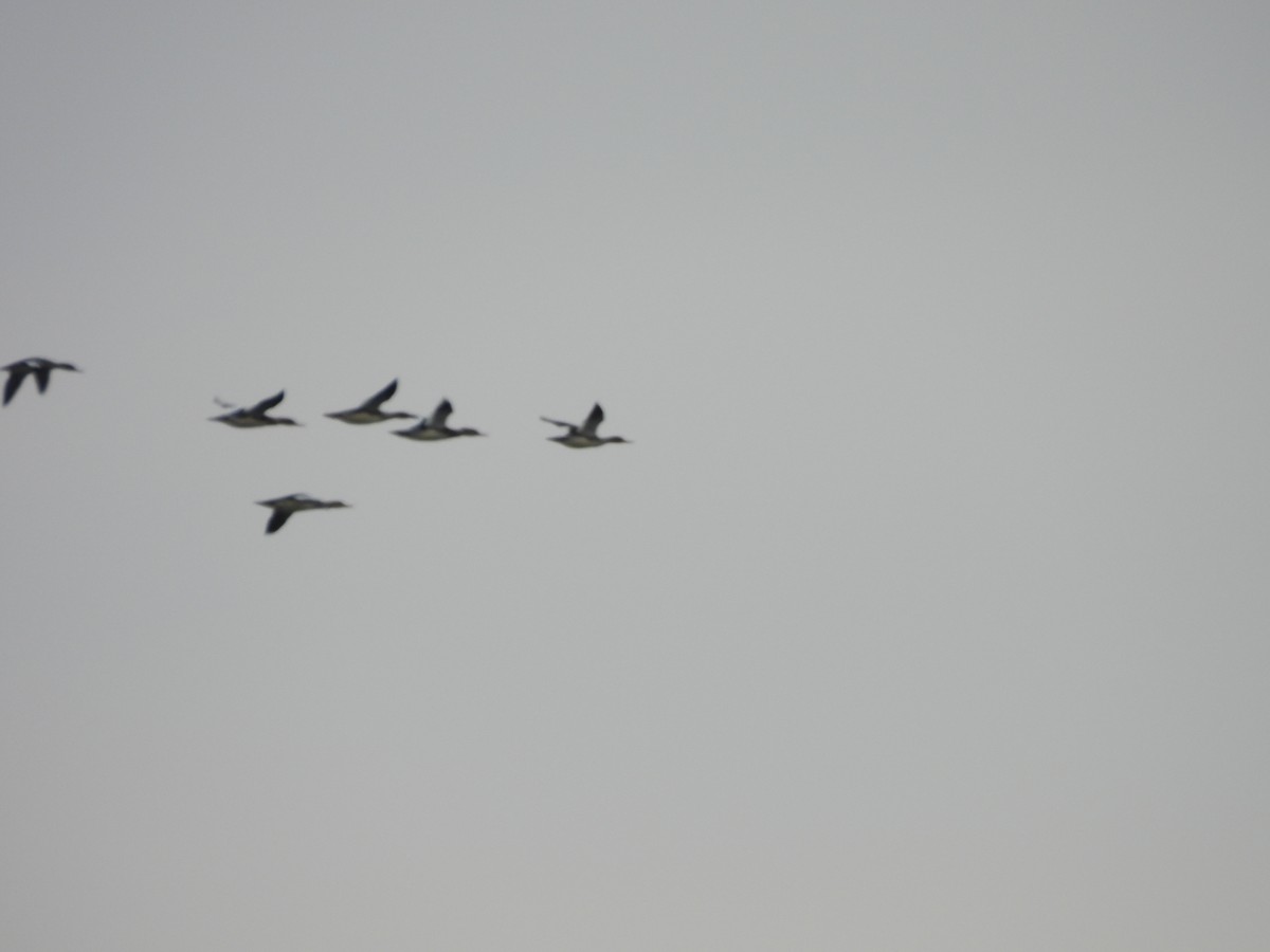 Red-breasted Merganser - ML644590623