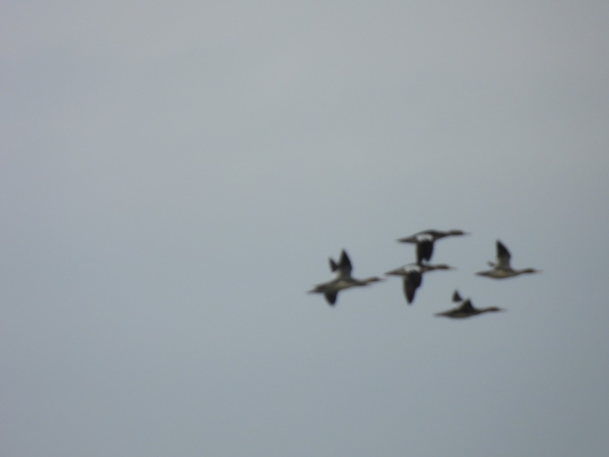 Red-breasted Merganser - ML644590624