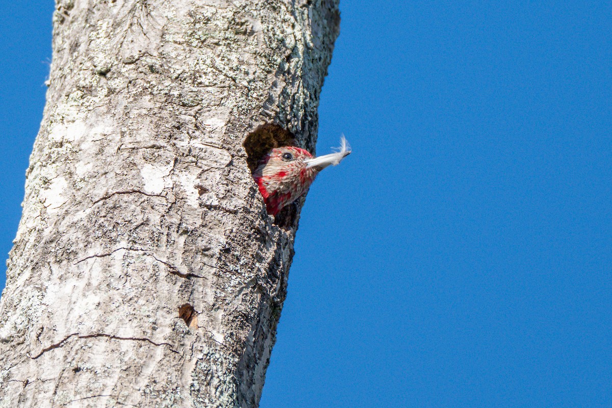 Red-headed Woodpecker - ML644590625
