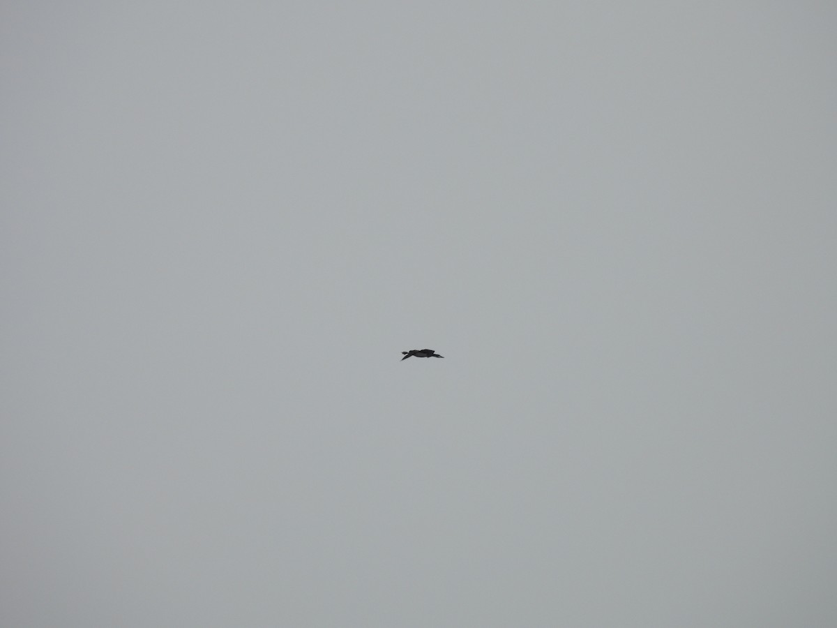 Plongeon catmarin - ML644590636