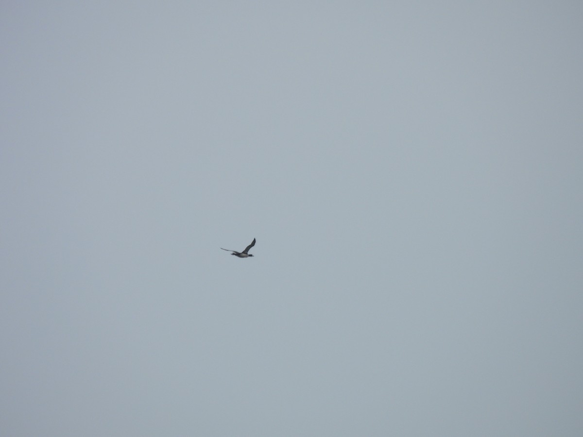 Plongeon catmarin - ML644590637