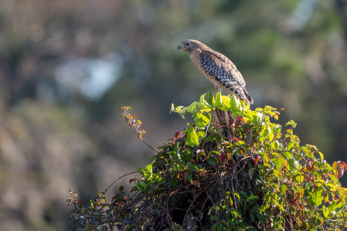 Red-shouldered Hawk - ML644590639