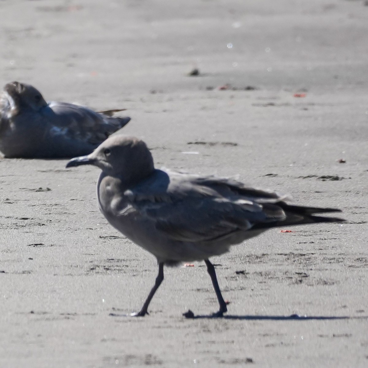 ørkenmåke - ML644590640