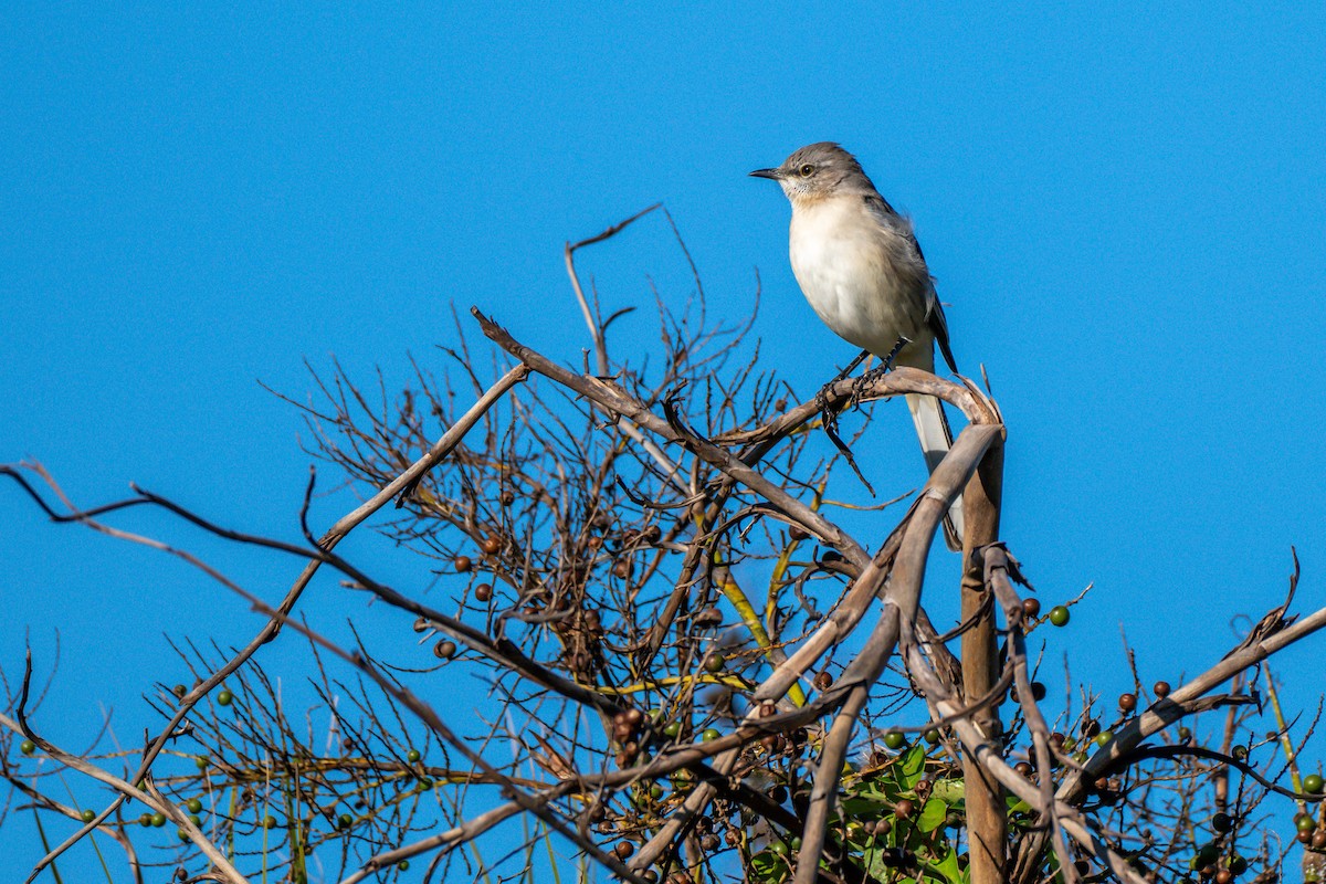Northern Mockingbird - ML644590653
