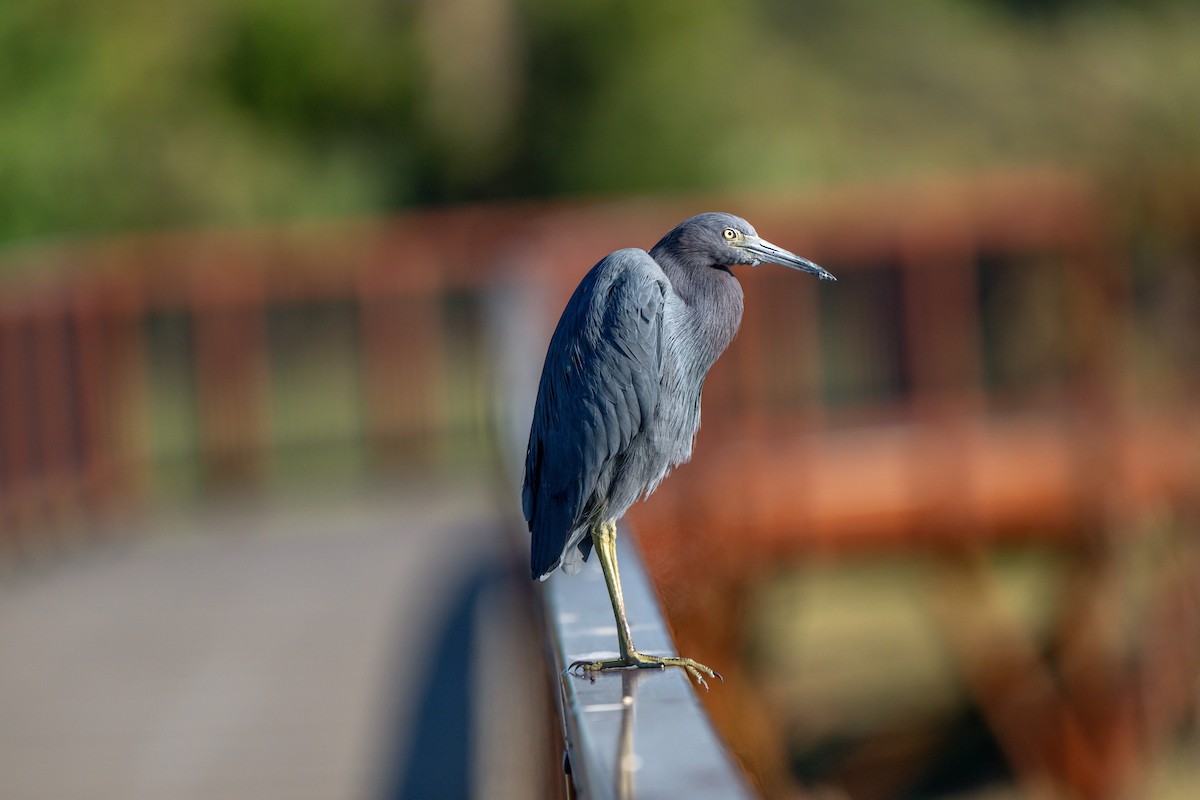 Little Blue Heron - ML644590667
