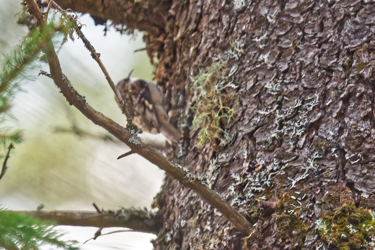 amerikatrekryper - ML644590672