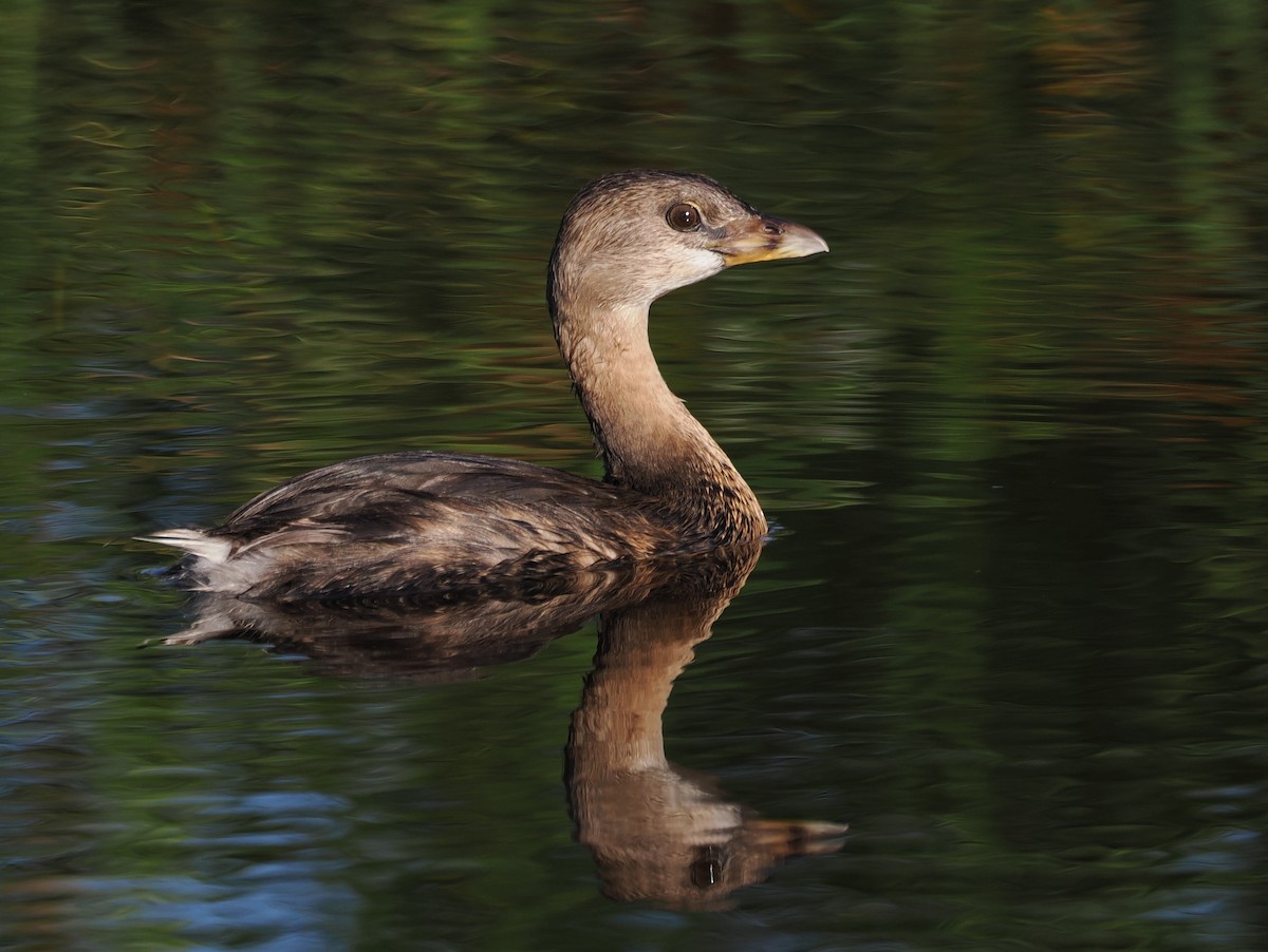 Kalın Gagalı Batağan - ML644590681