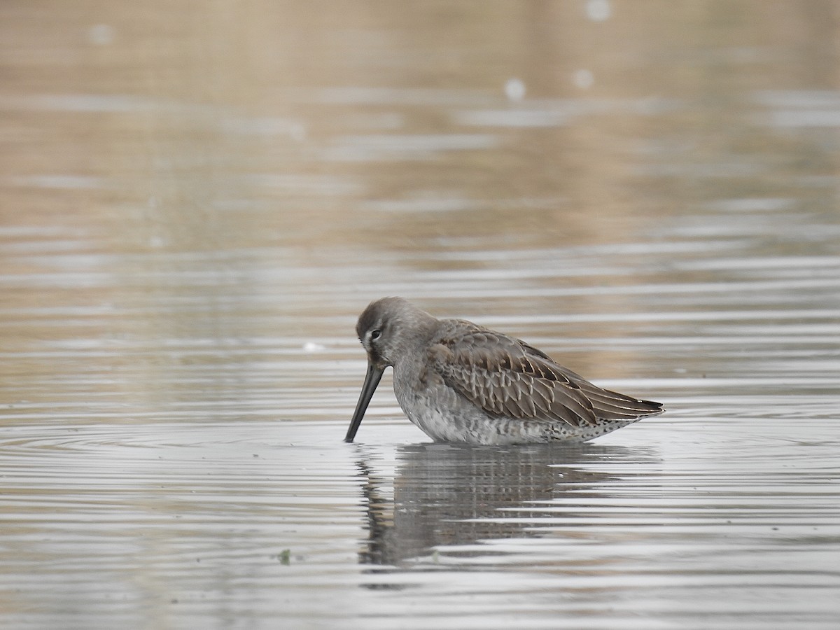 Bécassin à long bec - ML644590685