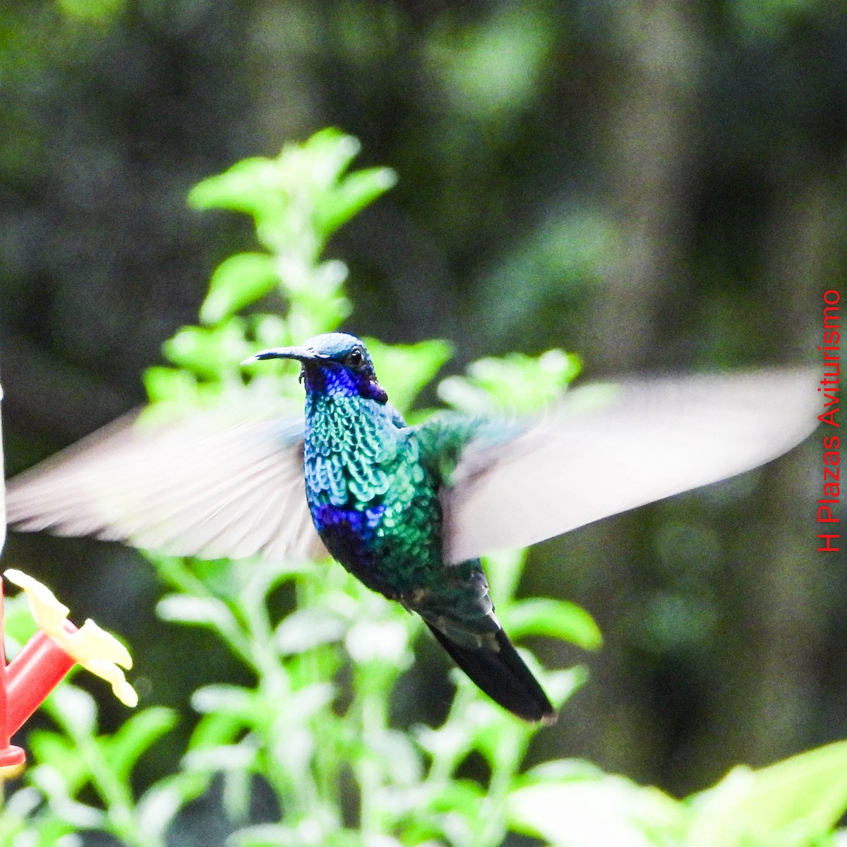 kolibřík modrolící - ML644590687