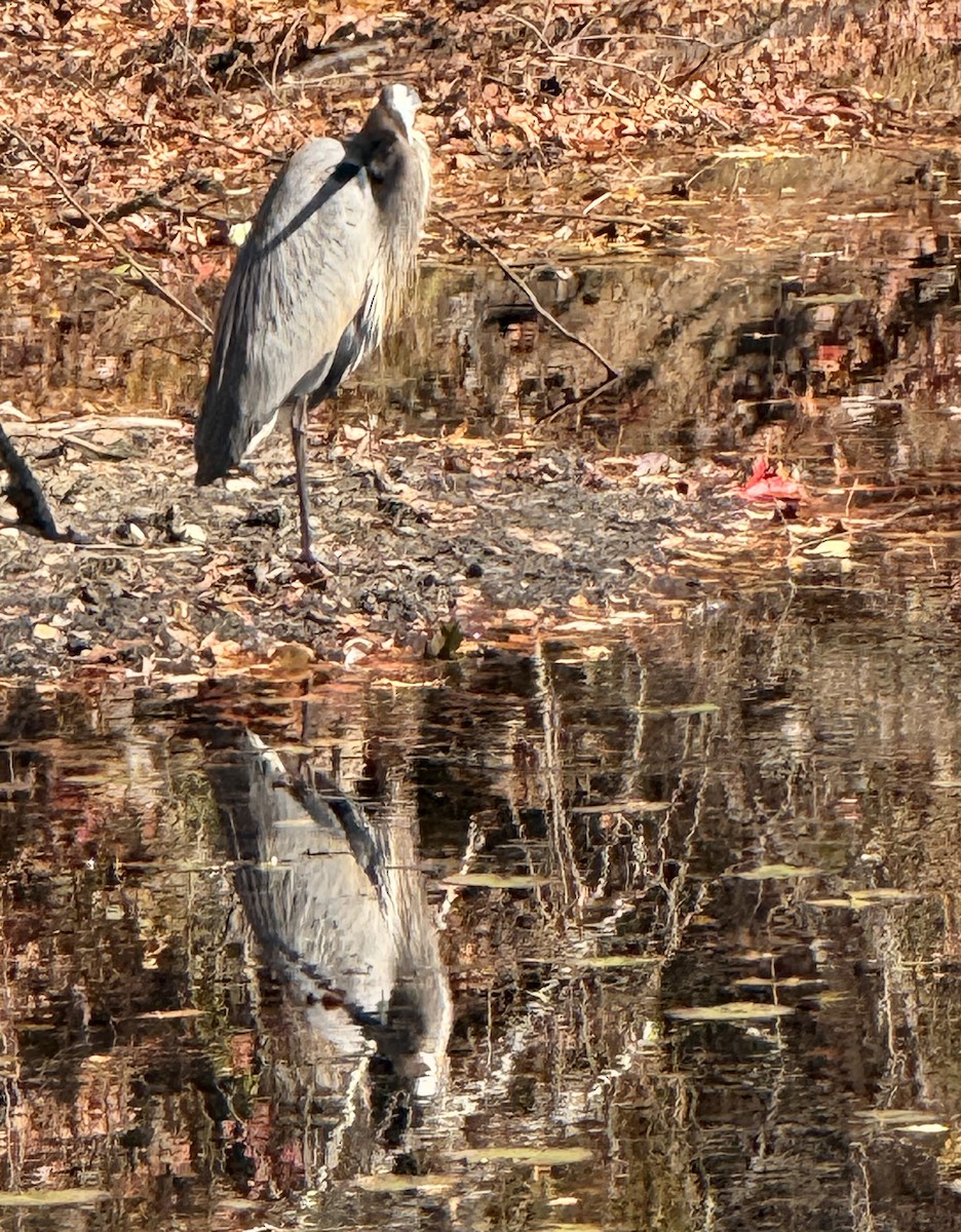 Amerika Gri Balıkçılı - ML644590688