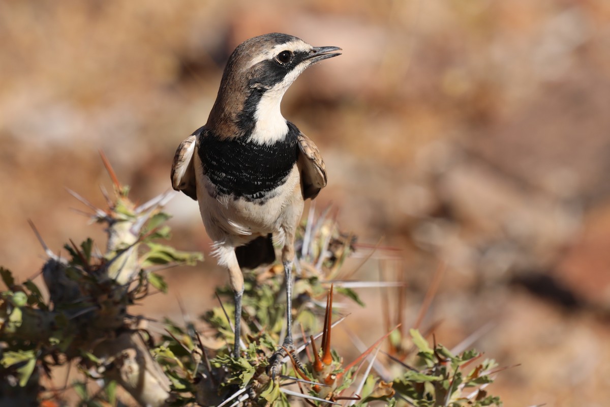 Capped Wheatear - ML644590689