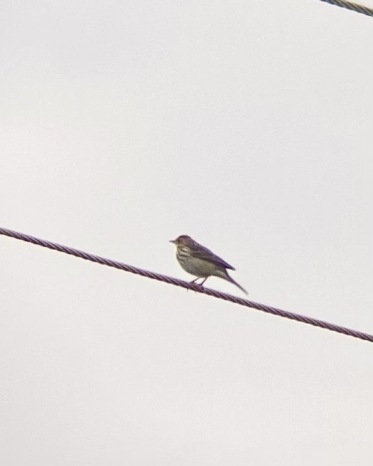 Tree Pipit - ML644590708