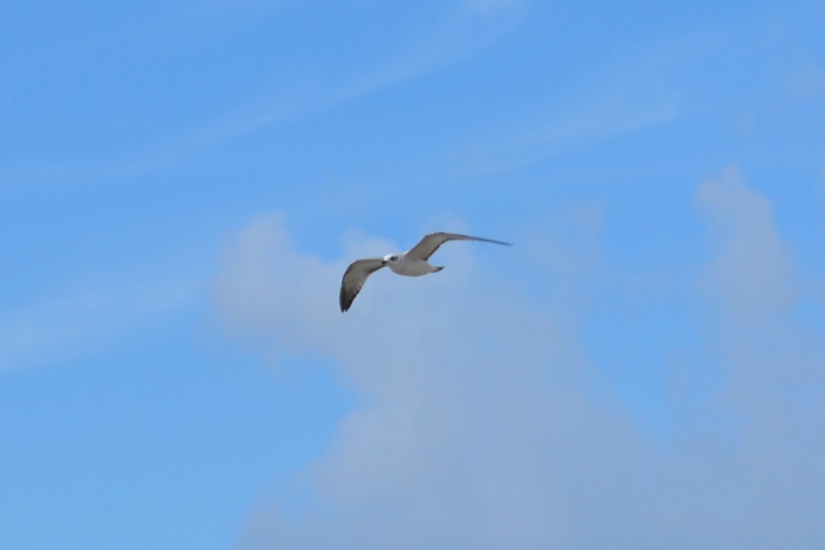 Mediterranean Gull - ML644590723