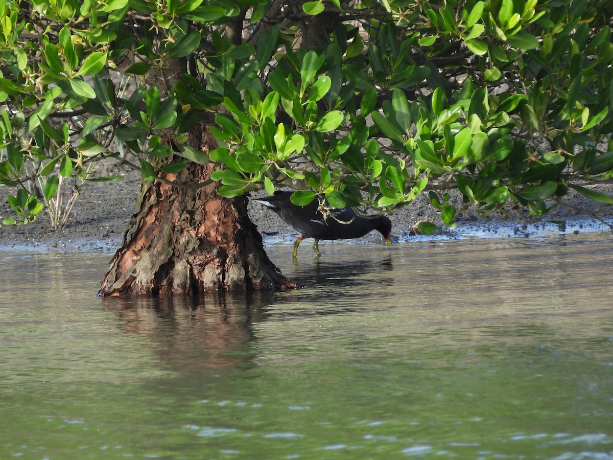 Eurasian Moorhen - ML644590724