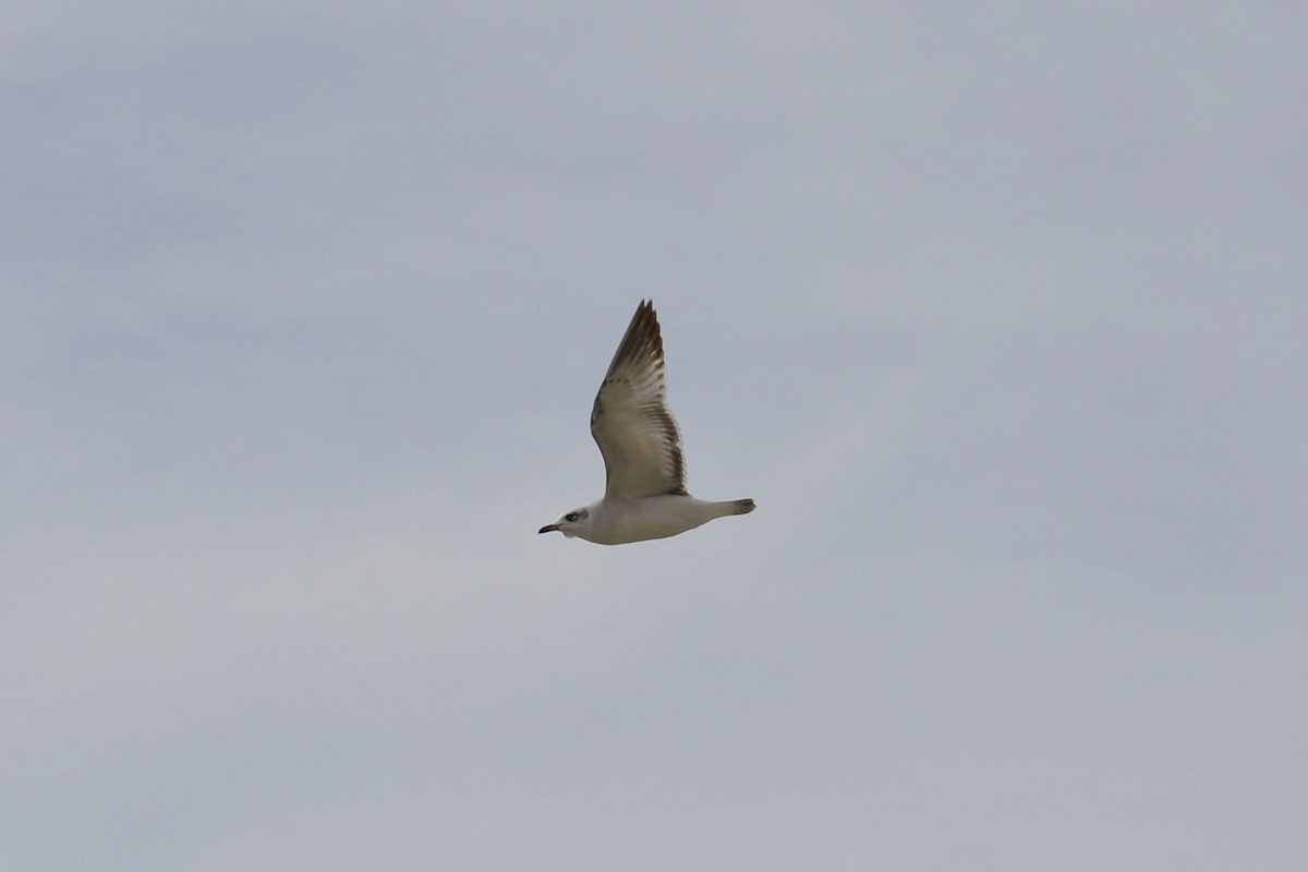 Mediterranean Gull - ML644590725