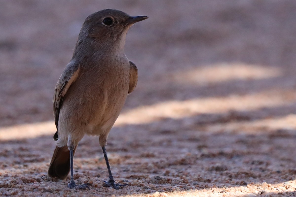 Familiar Chat - ML644590727