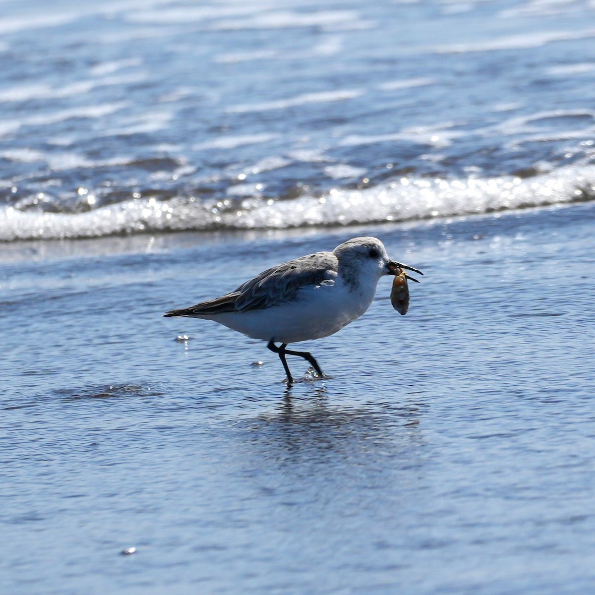 Sanderling - ML644590732