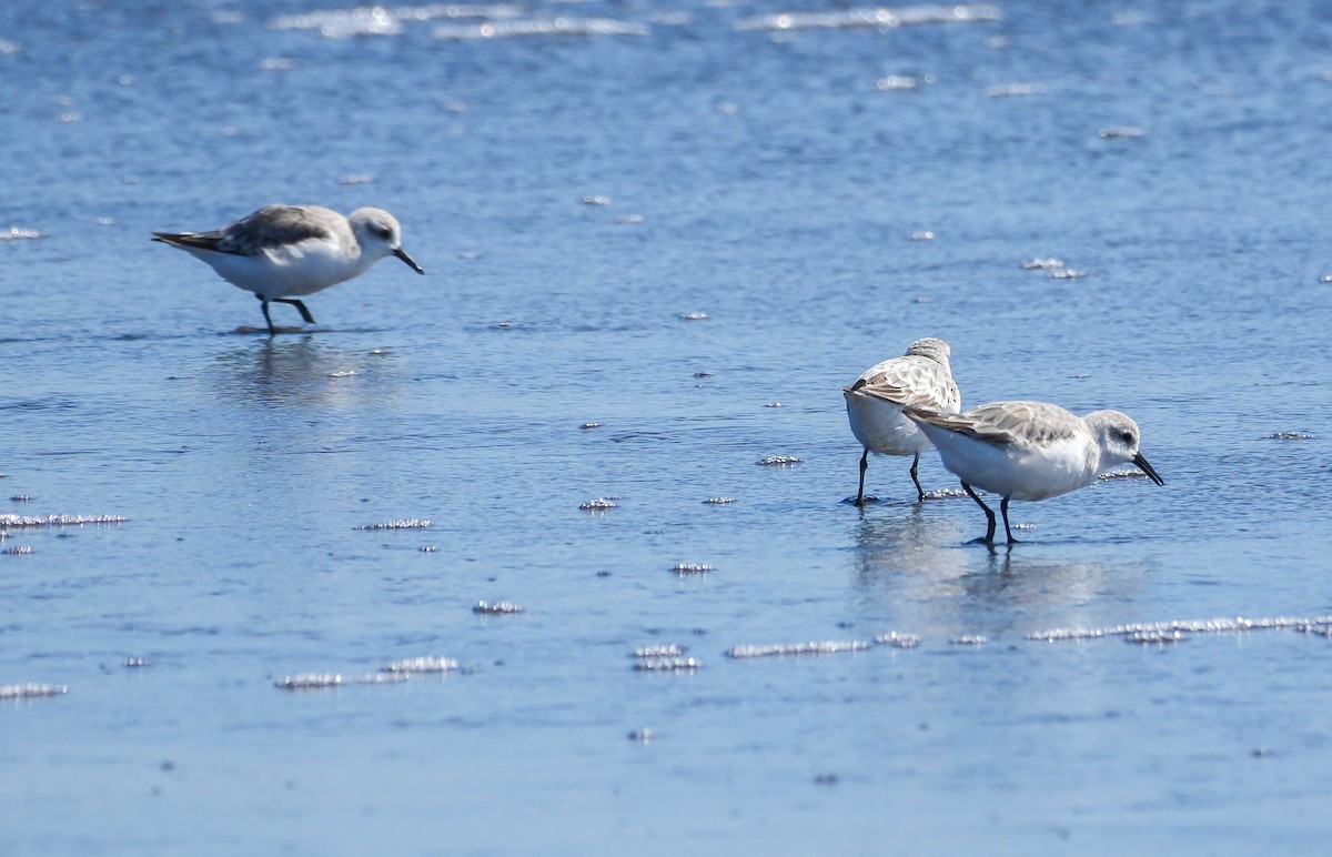 Sanderling - ML644590733