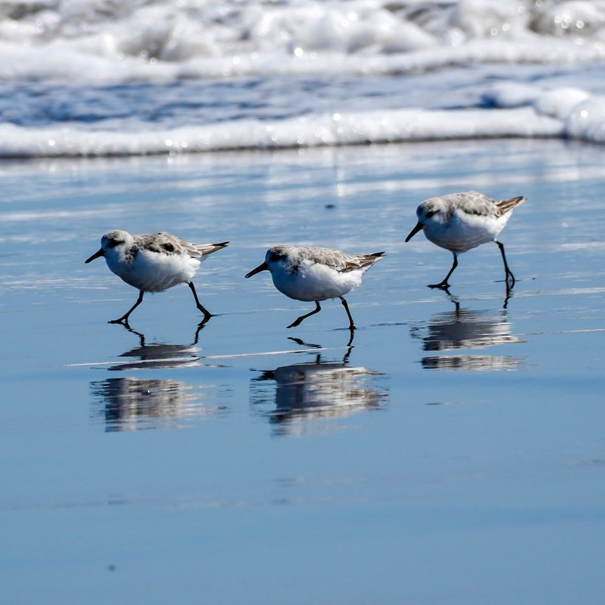 Sanderling - ML644590734
