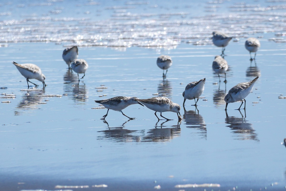 Sanderling - ML644590736