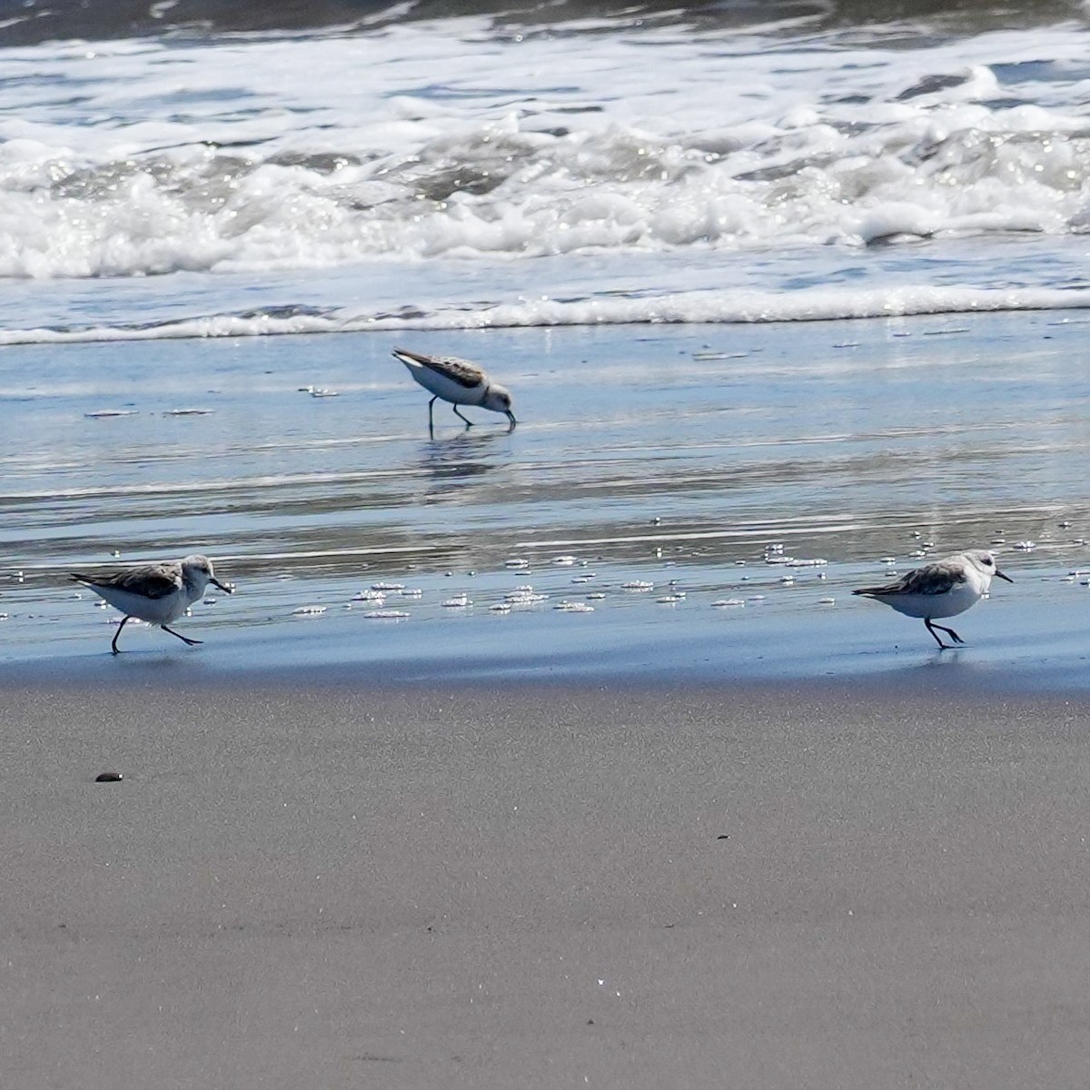 Sanderling - ML644590737