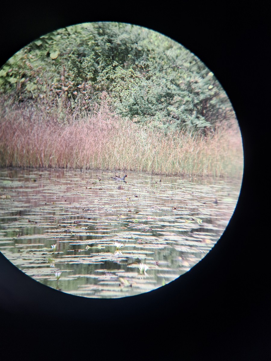 Eurasian Moorhen - ML644590741