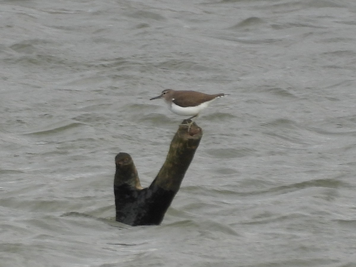 Common Sandpiper - ML644590748