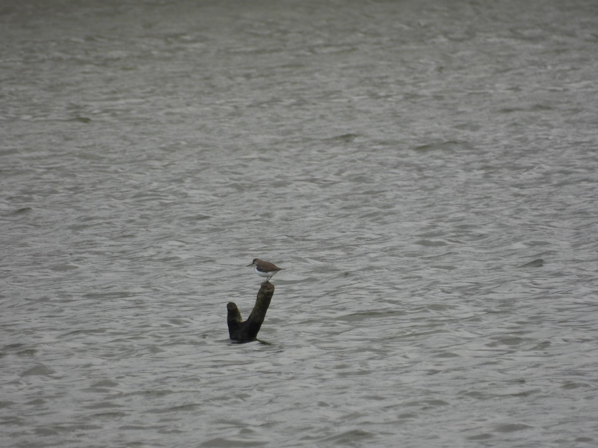 Common Sandpiper - ML644590749