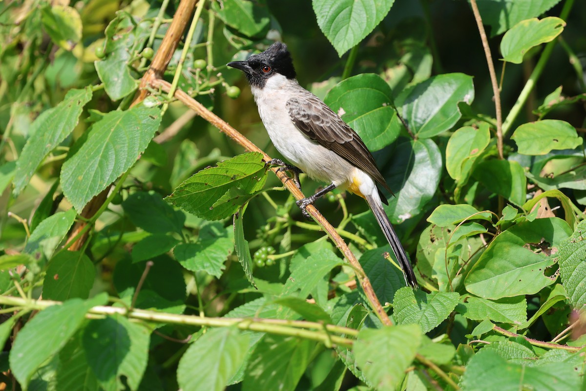 Bulbul Ventridorado - ML644590752