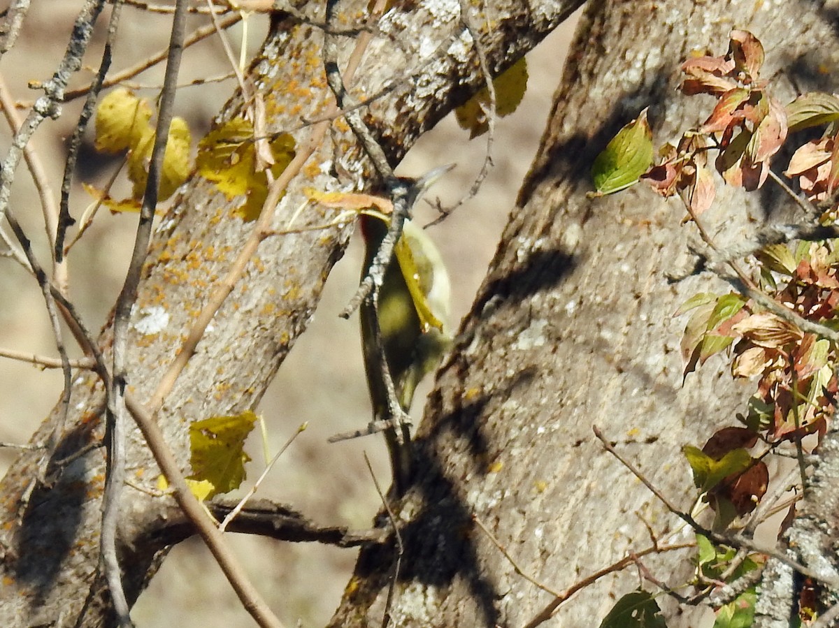 žluna zelená - ML644590753