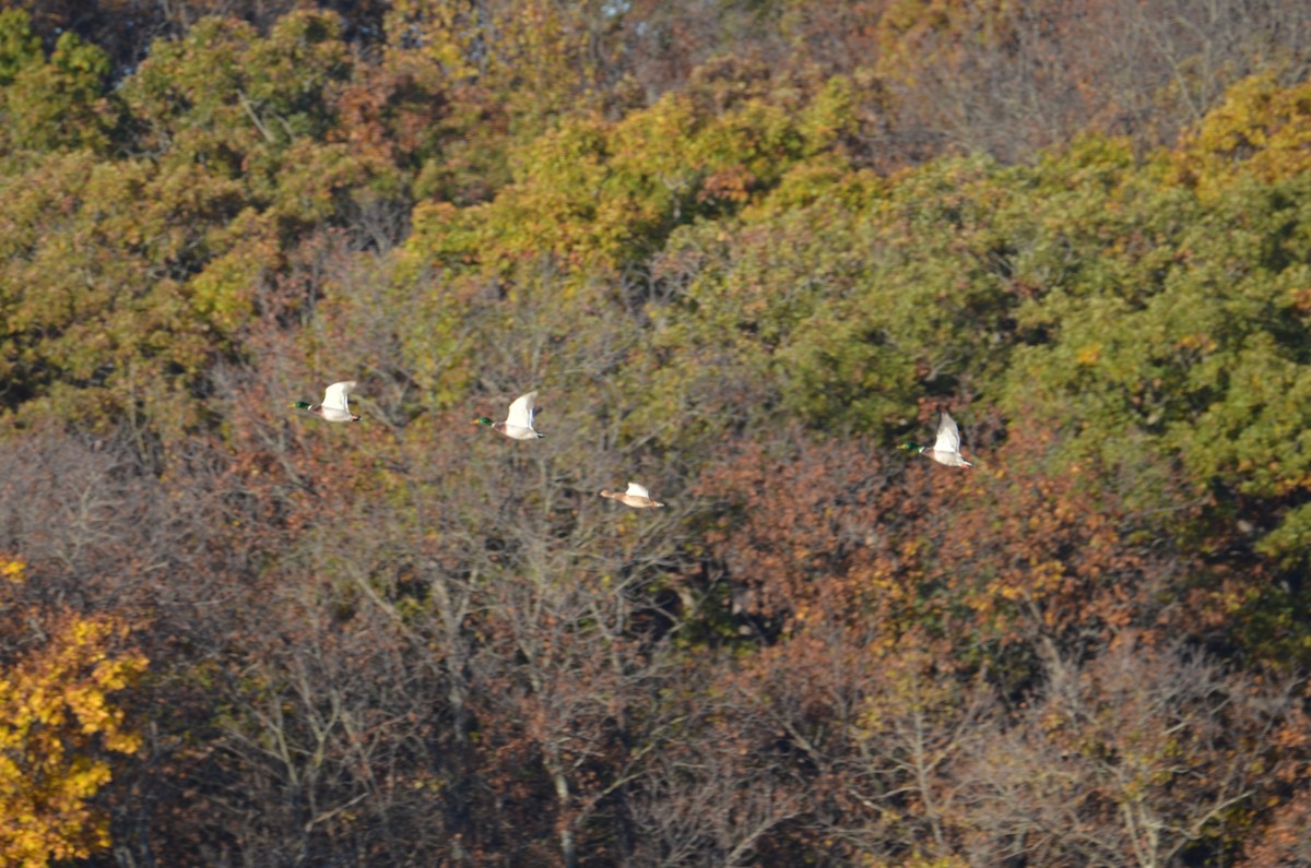 Зэрлэг нугас - ML644590776