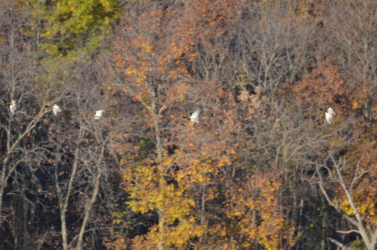 Зэрлэг нугас - ML644590777