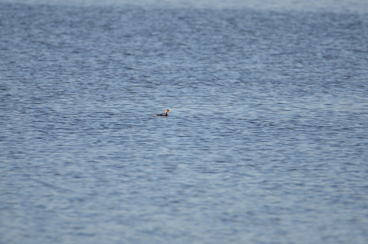 Kalın Gagalı Batağan - ML644590783