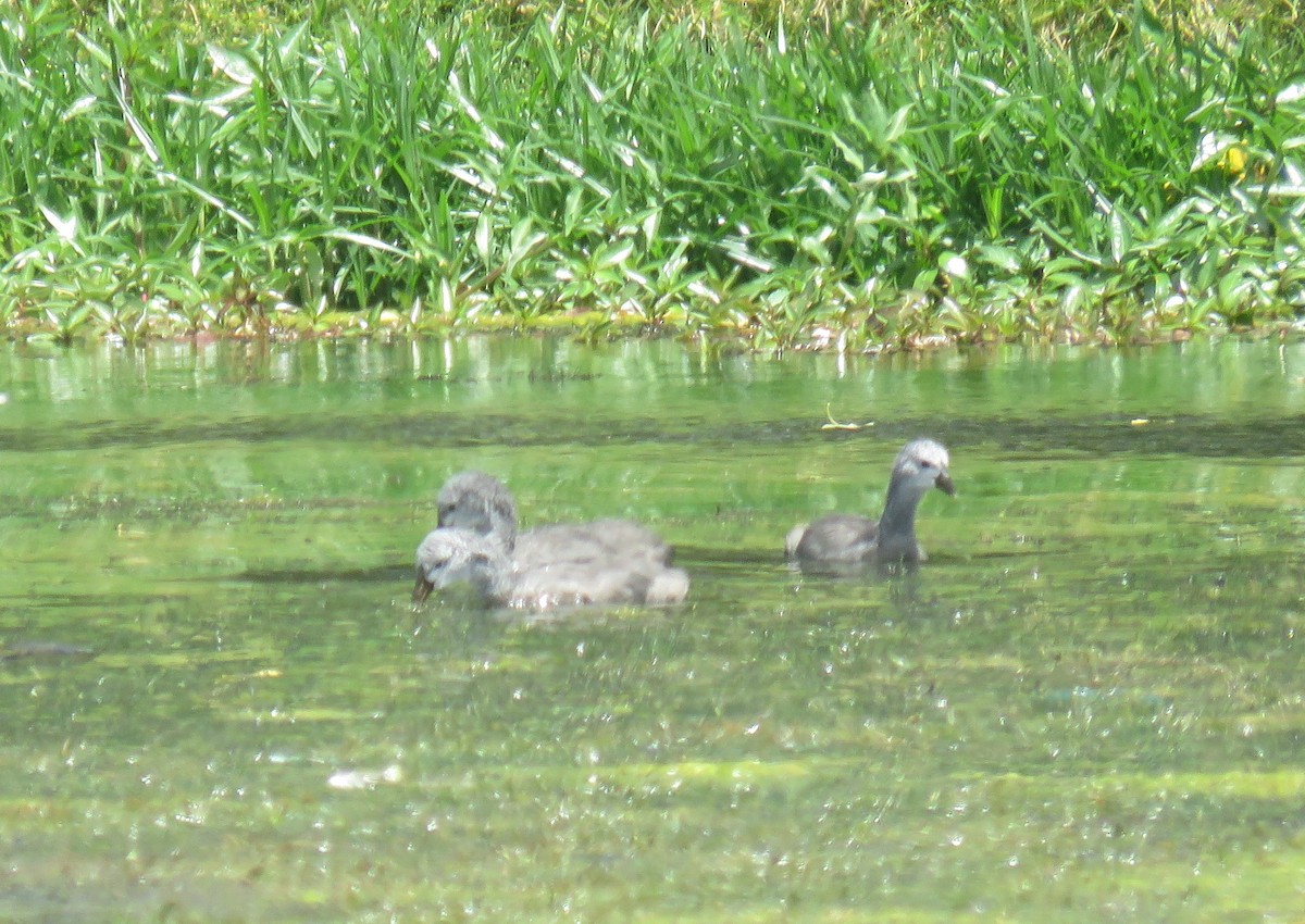 knoppsothøne - ML644590784