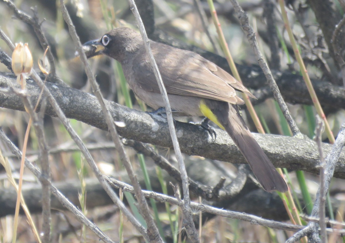 Bulbul du Cap - ML644590793