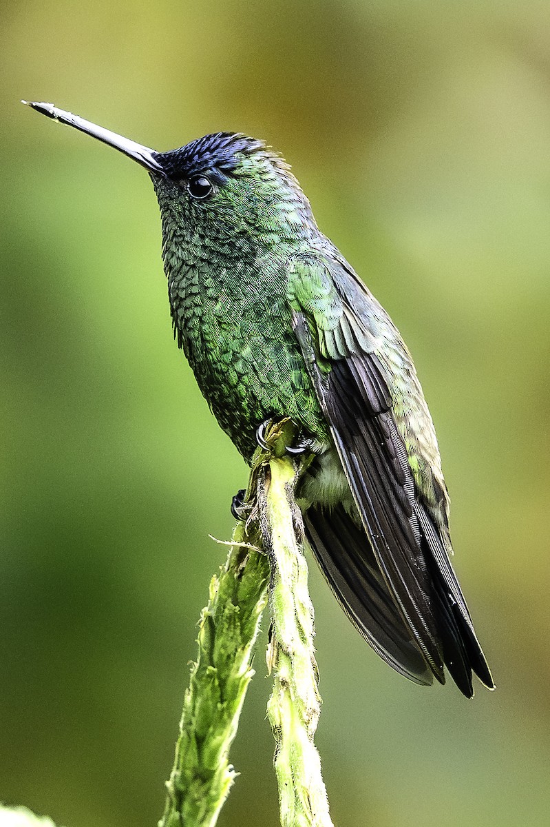 Ariane à front bleu - ML644590798