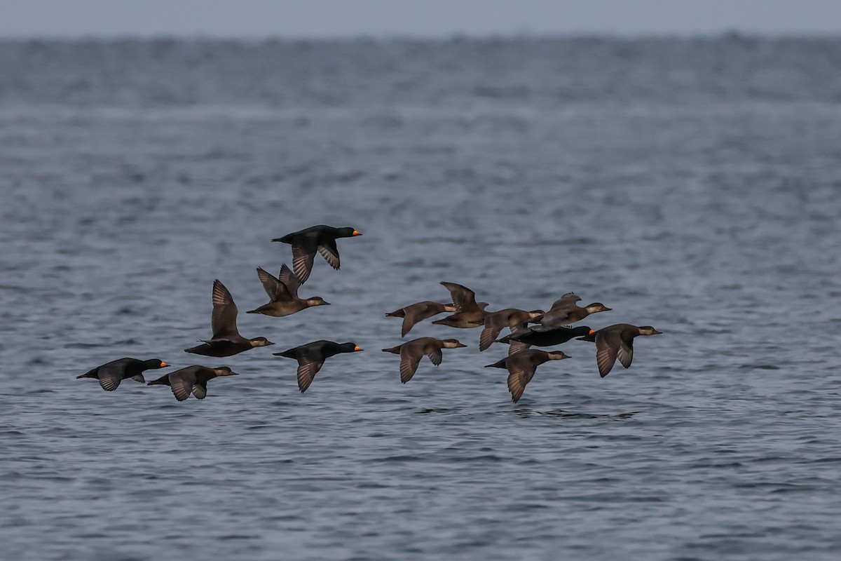 Black Scoter - ML644590800