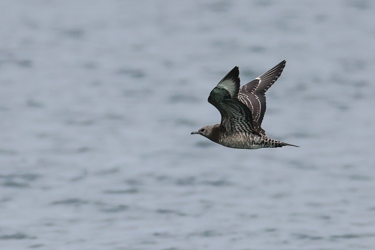 Marikaka isatslaburra - ML644590836