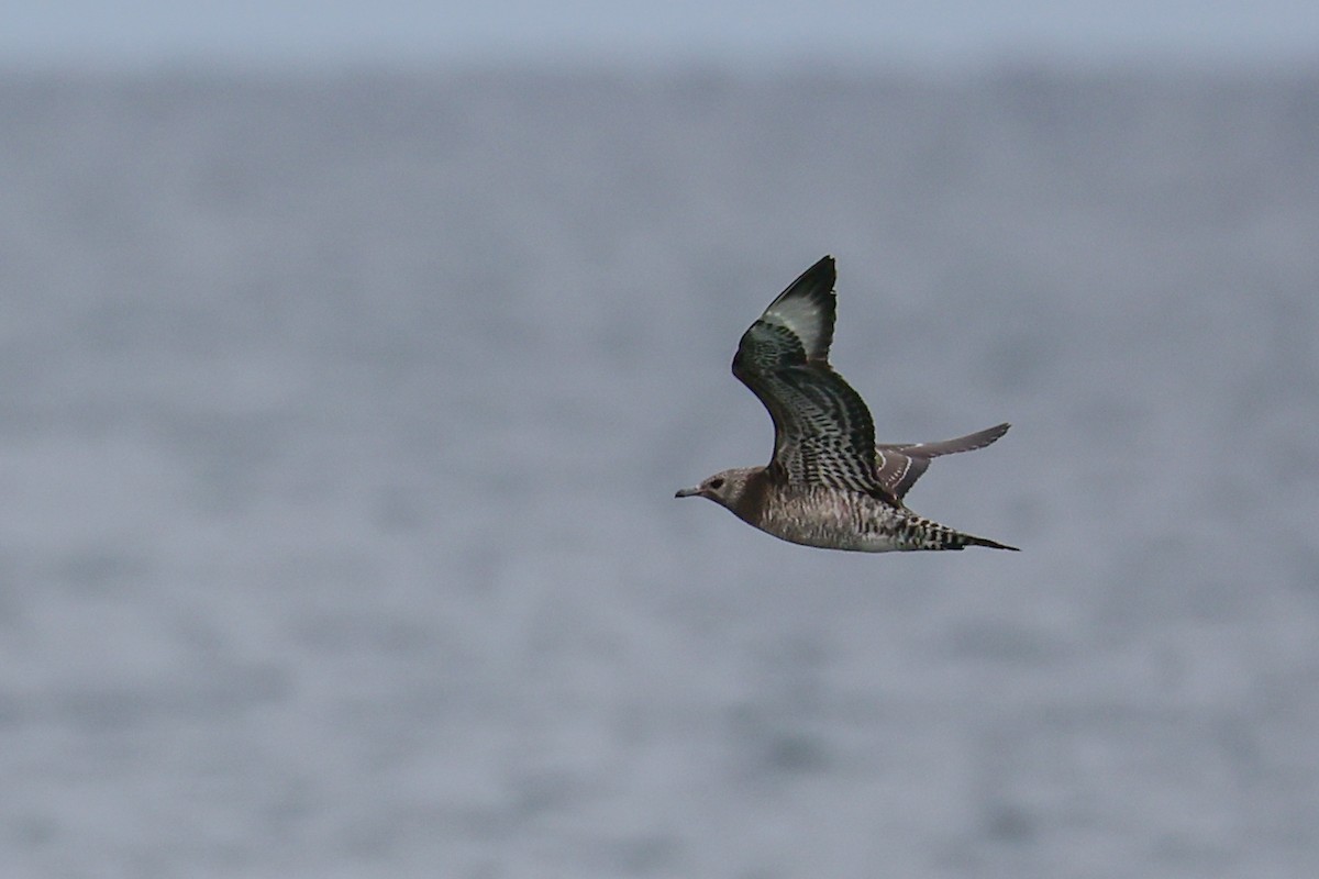 Marikaka isatslaburra - ML644590837