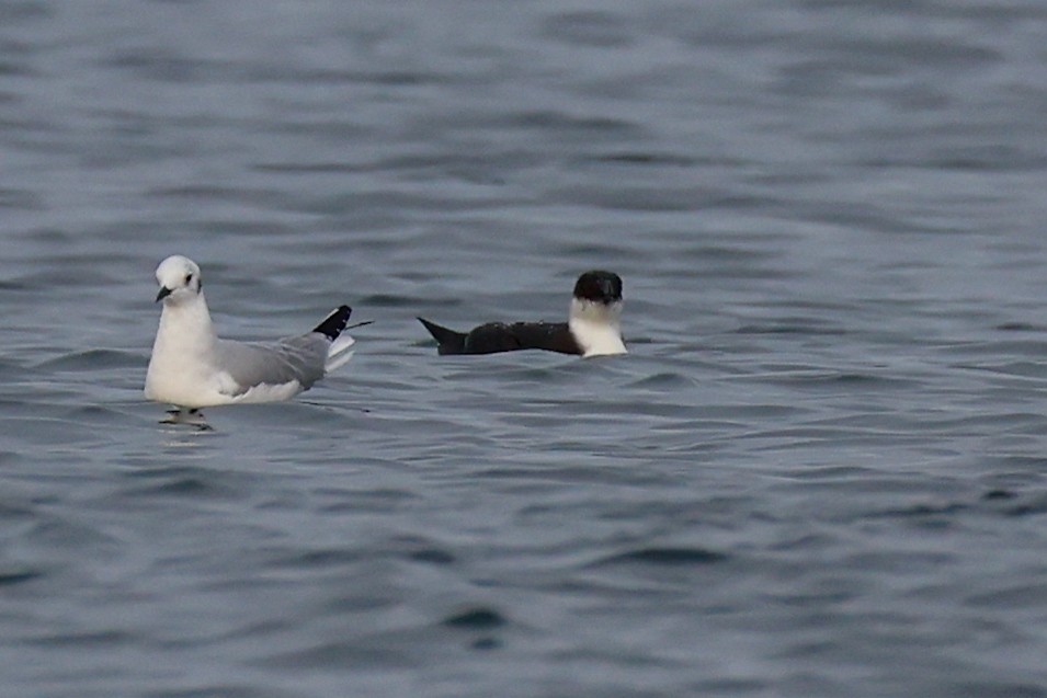 Razorbill - ML644590840