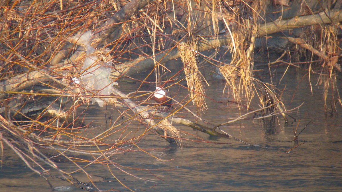 אמודאי הנחלים - ML644590841