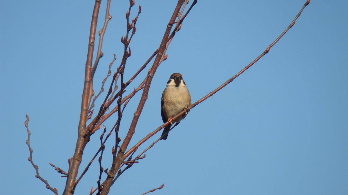 Ağaç Serçesi - ML644590842