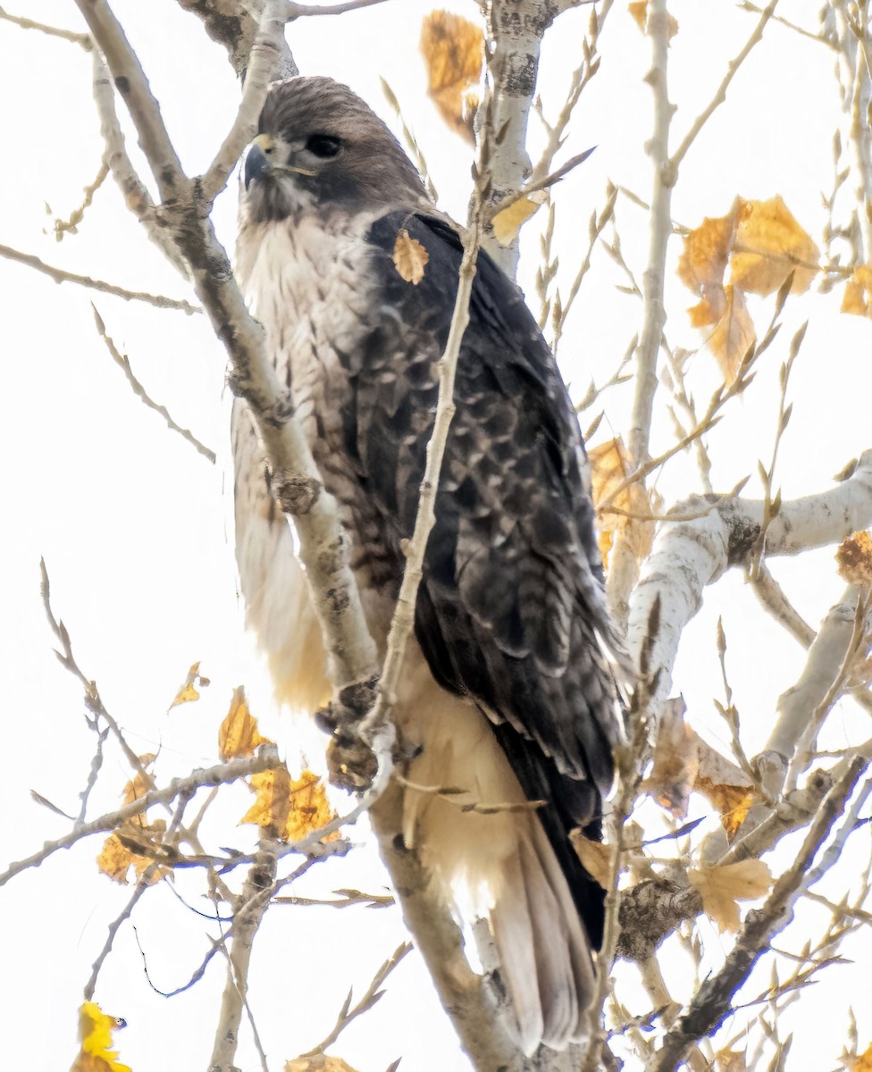 Канюк неоарктичний - ML644590843