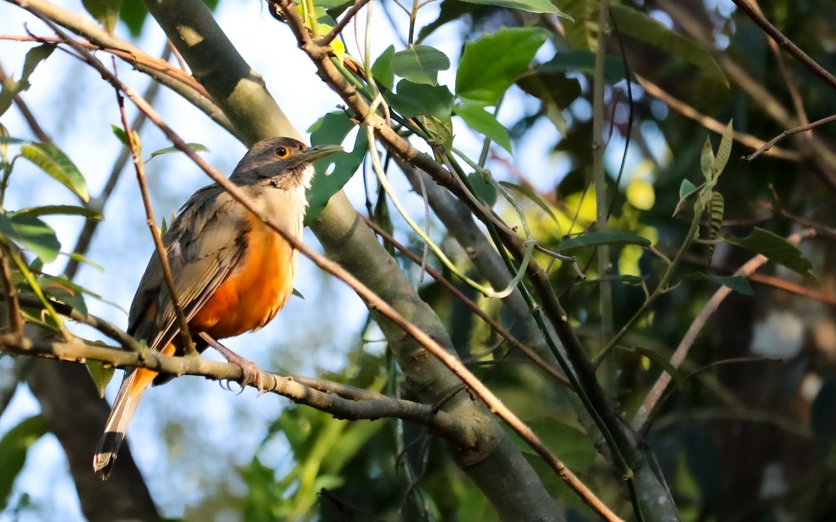 Rufous-bellied Thrush - ML644590853