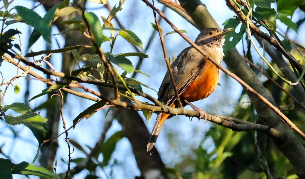 Rufous-bellied Thrush - ML644590854
